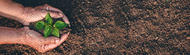 hands protecting a tiny plant, view from above